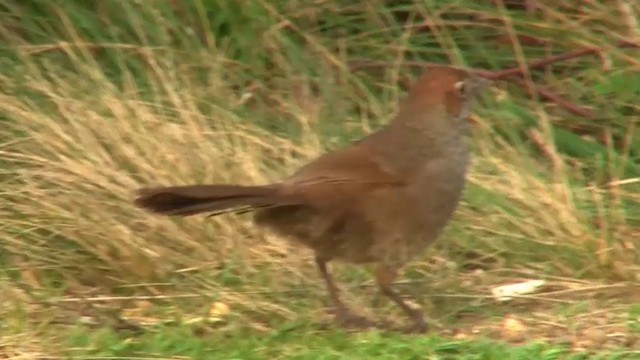 Rufous Bristlebird - ML200909141