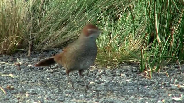 Rufous Bristlebird - ML200909151