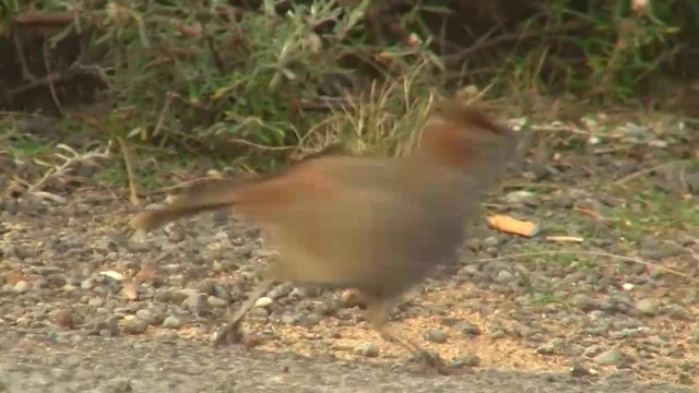 Rufous Bristlebird - ML200909161