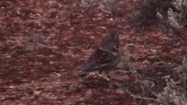 Copperback Quail-thrush - ML200909211