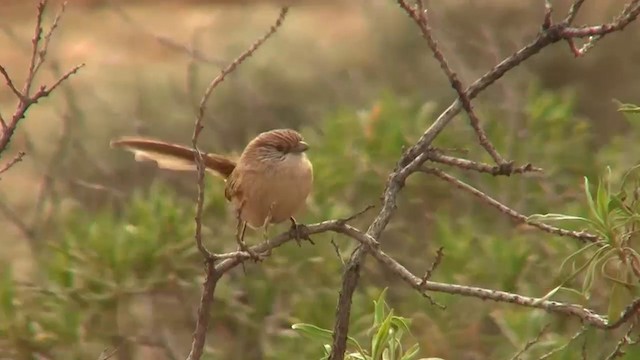 Thick-billed Grasswren - ML200909321