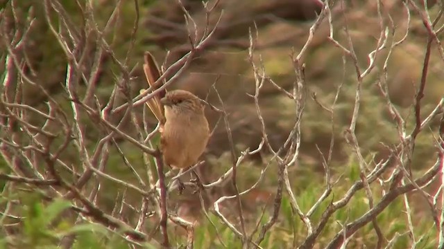 Thick-billed Grasswren - ML200909421