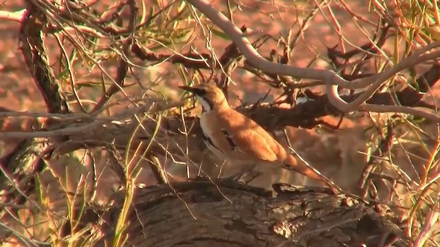 Cinnamon Quail-thrush - ML200909451