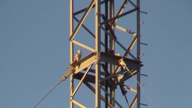 Gray Falcon - ML200909481