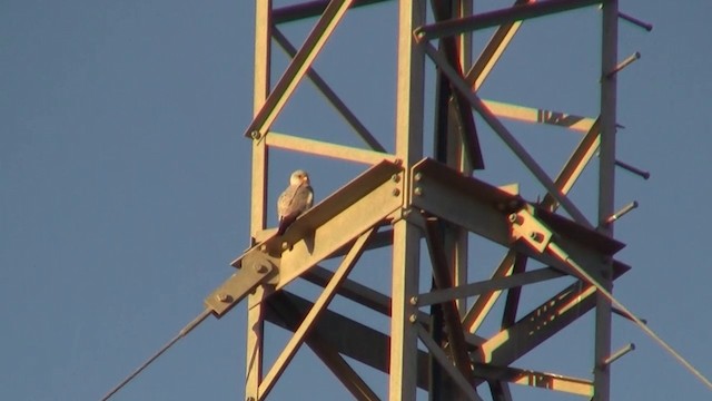 Gray Falcon - ML200909491