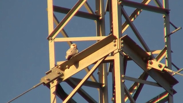 Gray Falcon - ML200909501