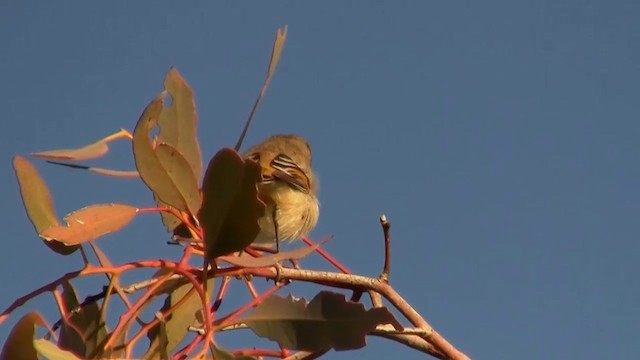 Red-browed Pardalote - ML200909571