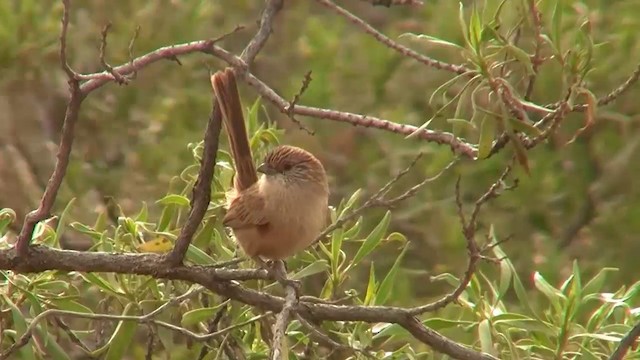 Thick-billed Grasswren - ML200909621