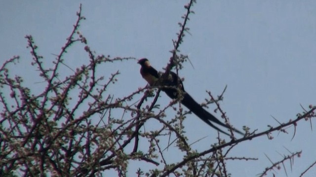 Eastern Paradise-Whydah - ML200909651