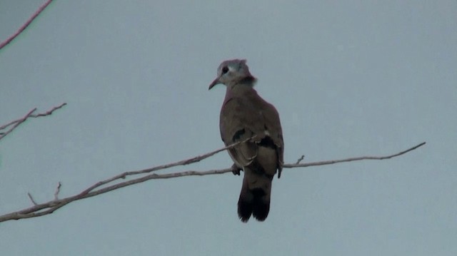 Emerald-spotted Wood-Dove - ML200909681