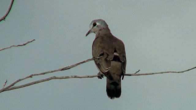 Emerald-spotted Wood-Dove - ML200909691