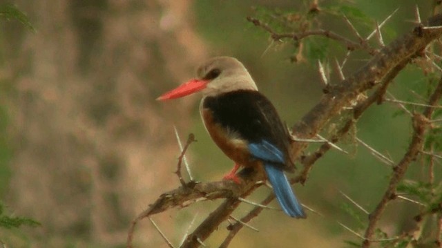 Gray-headed Kingfisher - ML200909821