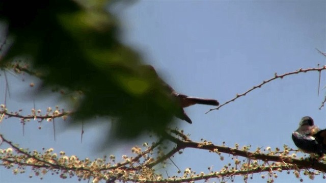 Hildebrandt's Starling - ML200909941