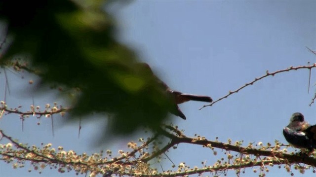 Hildebrandt's Starling - ML200909941