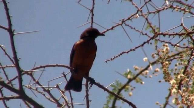 Hildebrandt's Starling - ML200909951