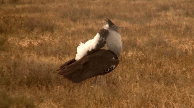 Kori Bustard - ML200909971