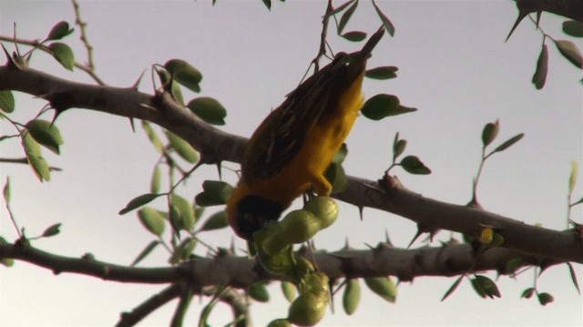 Lesser Masked-Weaver - ML200909991