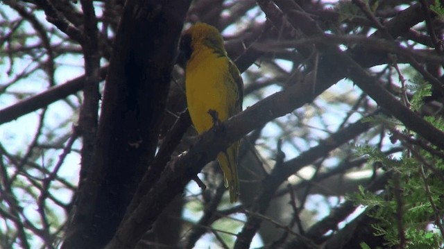 Lesser Masked-Weaver - ML200910001