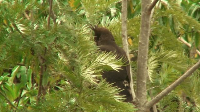 Long-crested Eagle - ML200910011