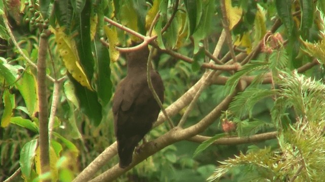 Long-crested Eagle - ML200910021