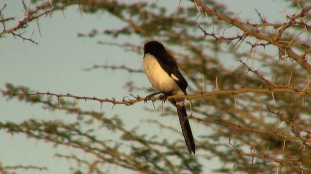 Long-tailed Fiscal - ML200910031