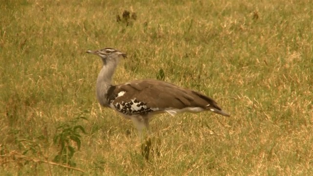 Kori Bustard - ML200910061