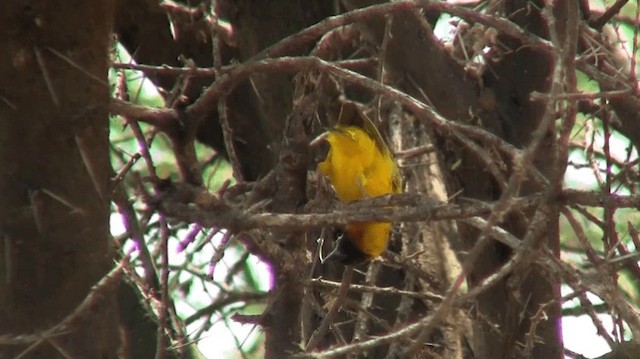 Lesser Masked-Weaver - ML200910071