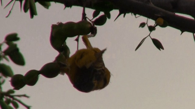 Lesser Masked-Weaver - ML200910081