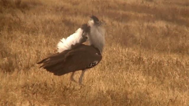 Kori Bustard - ML200910141