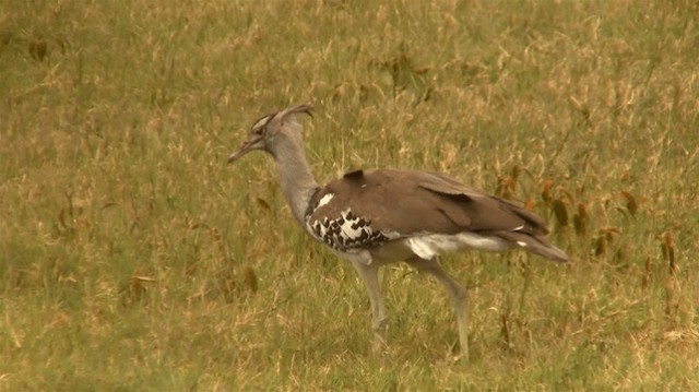 Kori Bustard - ML200910161