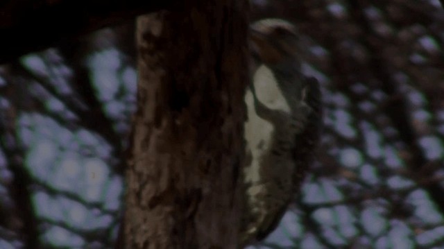 Nubian Woodpecker - ML200910221