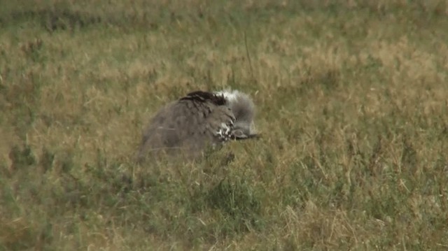 Kori Bustard - ML200910241