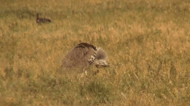 Kori Bustard - ML200910251