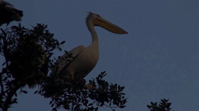 pelikán africký - ML200910301