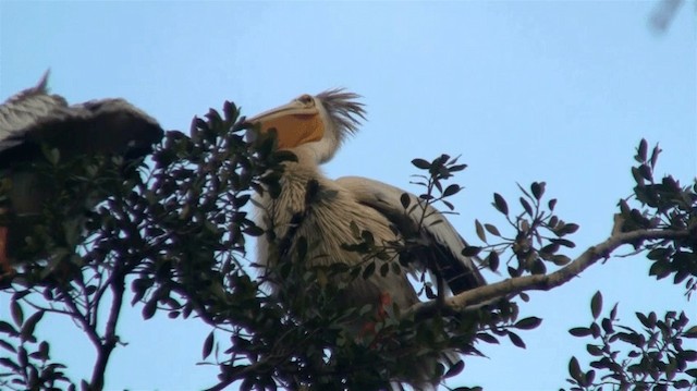 Pink-backed Pelican - ML200910311