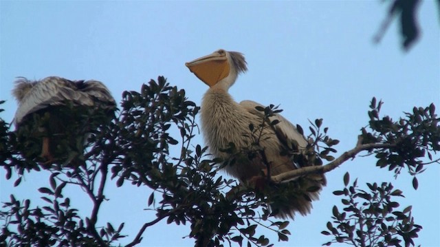 Pink-backed Pelican - ML200910321