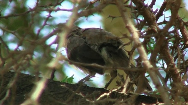 Northern Pied-Babbler - ML200910341