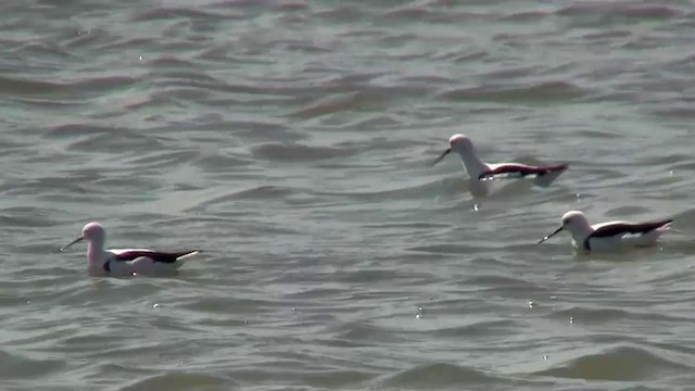 Banded Stilt - ML200910361