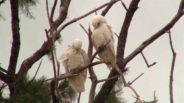 Little Corella - ML200910451