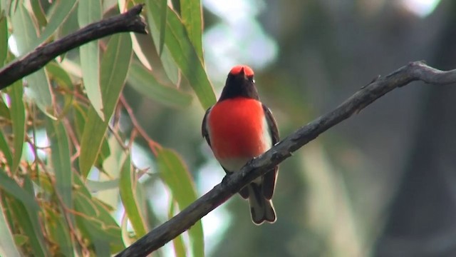 Red-capped Robin - ML200910471