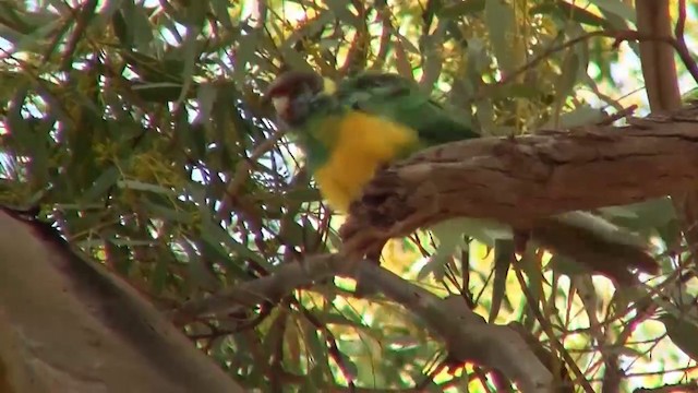 Australian Ringneck (Mallee) - ML200910521