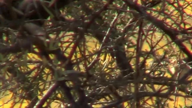 Black-eared Cuckoo - ML200910541