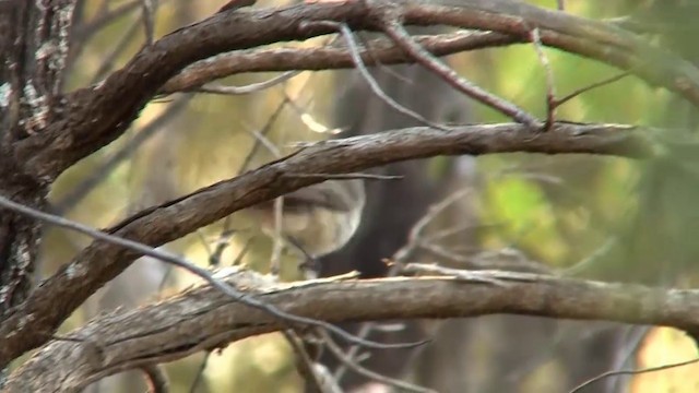 Chestnut-rumped Thornbill - ML200910581