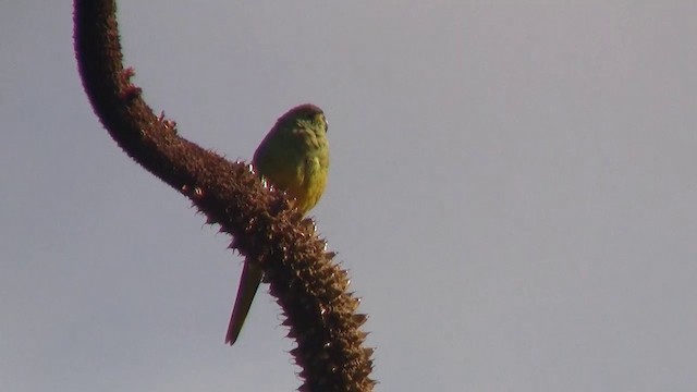 Elegant Parrot - ML200910591