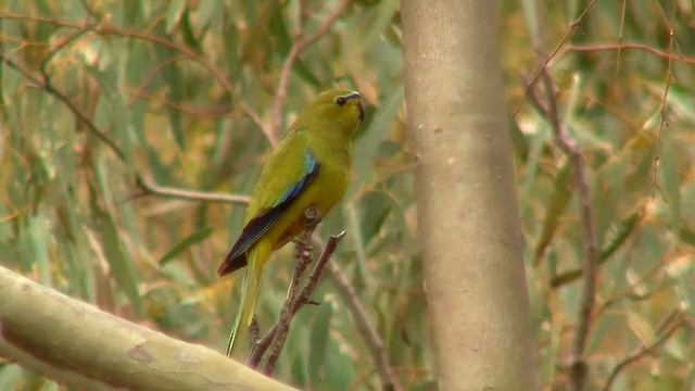 Elegant Parrot - ML200910601