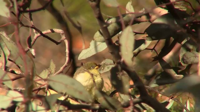 Gray-fronted Honeyeater - ML200910651