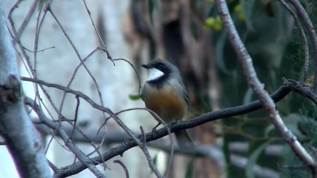 Rufous Whistler - ML200910721