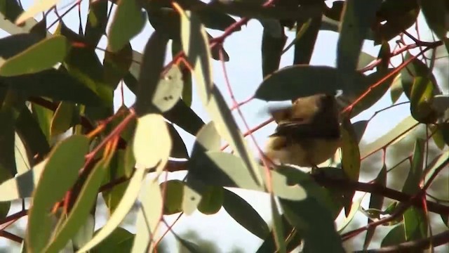 Weebill - ML200910741