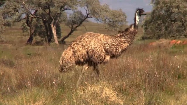 emu - ML200910771