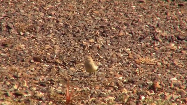 Orange Chat - ML200910791